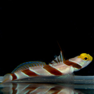 Aquarium Conditioned-Yellownose Shrimp Goby