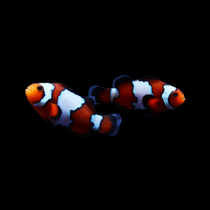 Black Ice Snowflake Ocellaris Clownfish Pair-Captive Bred