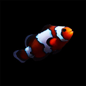 Black Ice Snowflake Ocellaris Clownfish Single-Captive Bred