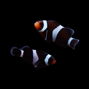 Darwin Black Ocellaris Clownfish Pair-Captive Bred