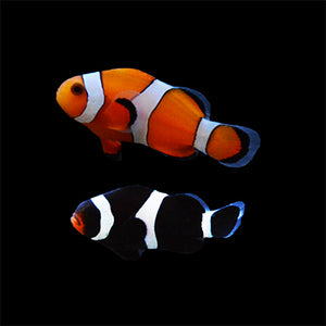 Mix Pair-One Darwin Black Ocellaris and One Ocellaris Clownfish