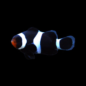 Darwin Black Ocellaris Clownfish-Captive Bred