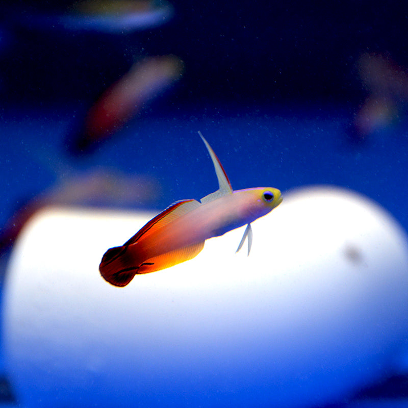 Aquarium Conditioned-Red Firefish (Popular)