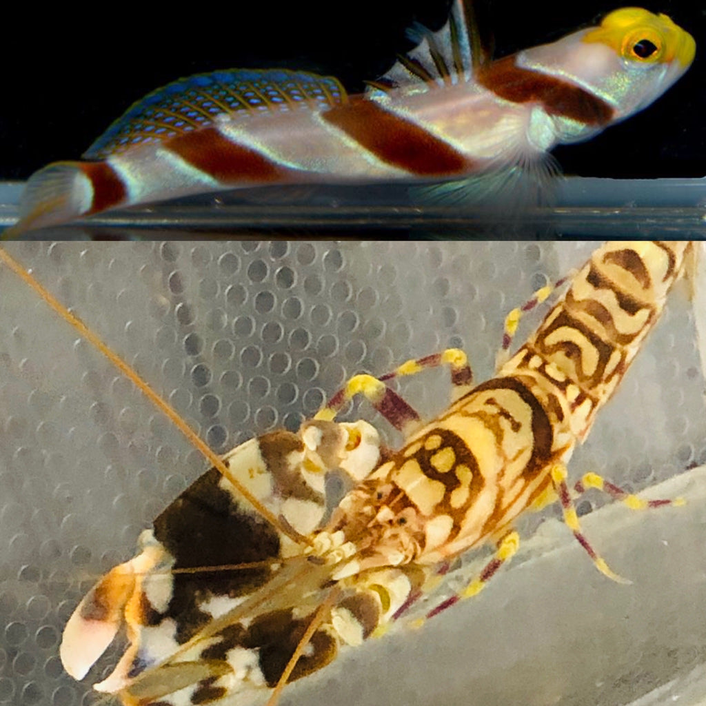 HALLOWEEN SPECIAL-Yellownose Goby and Tiger Pistol Shrimp Pair