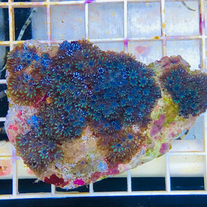 WYSIWYG Blue Sympodium Coral Colony