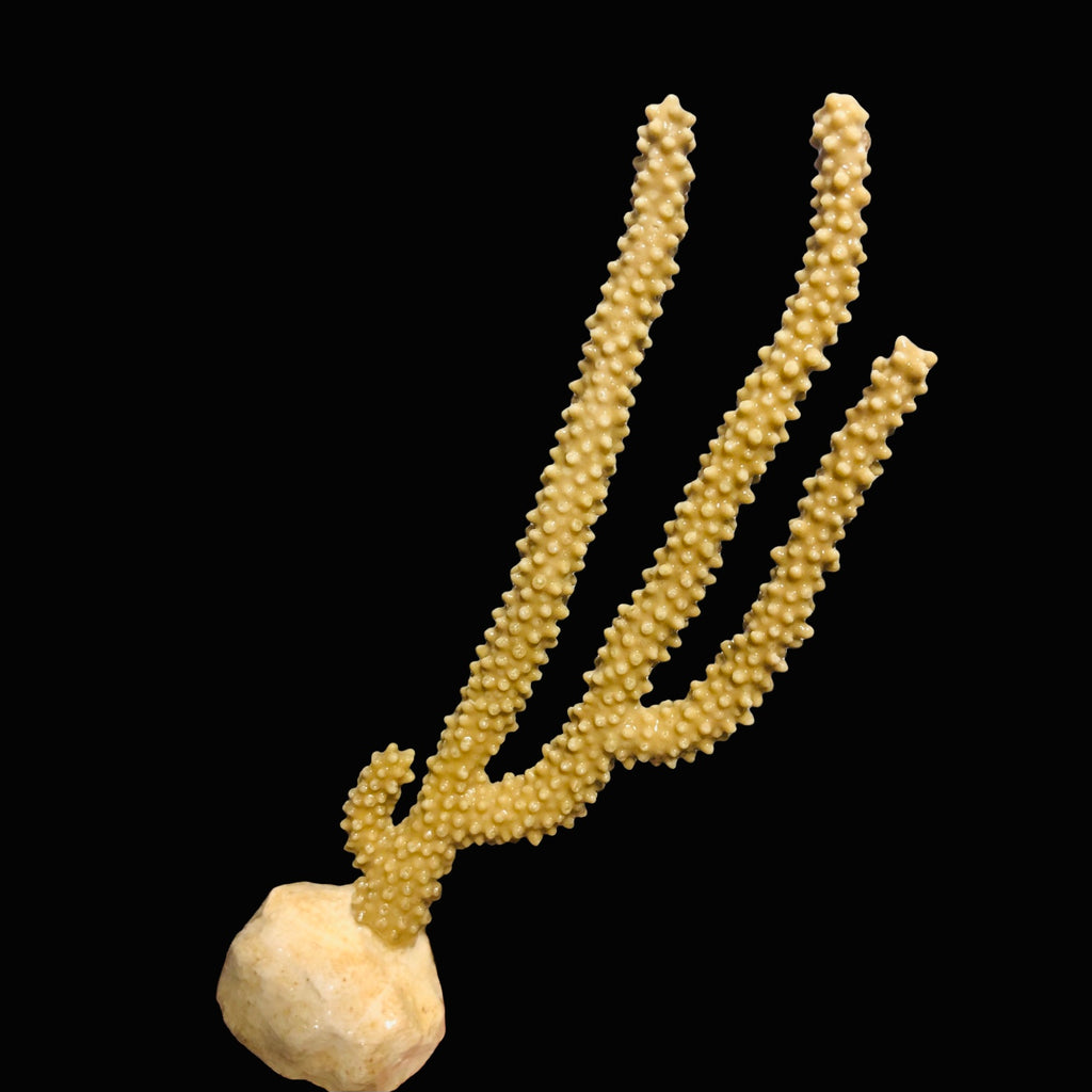 Golden Knobby Gorgonian-Photosynthetic