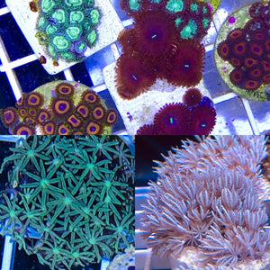 Special Soft Coral Pack #3
