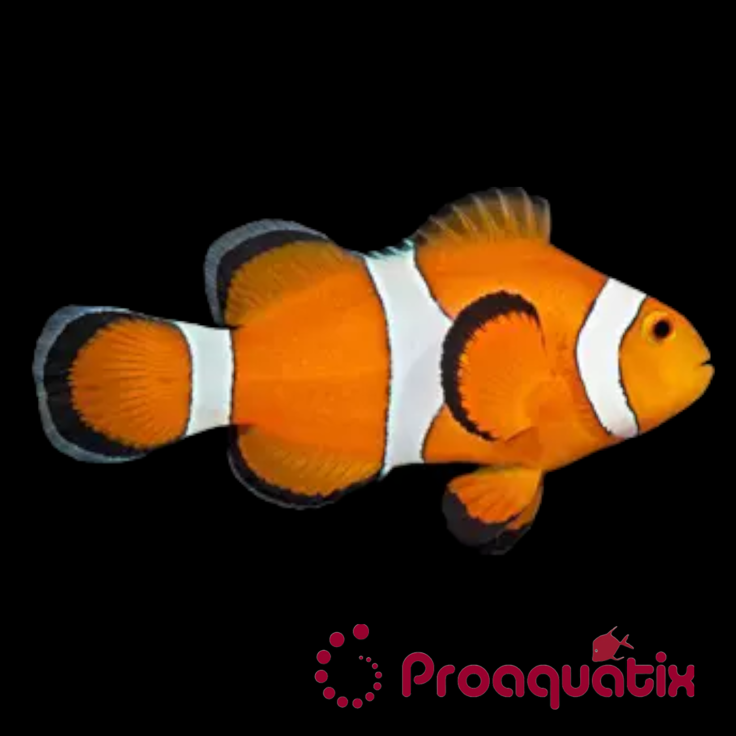 Ocellaris Clownfish (Proaquatix)