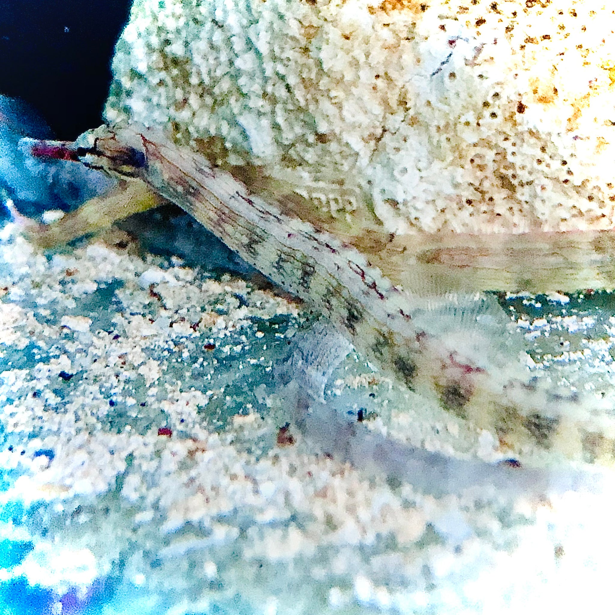 ウェア pipefish Pipefish – Alyssa's Seahorse Savvy