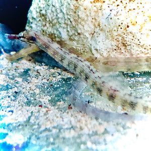 Aquarium Conditioned-Tahitian Dragonface Pipefish