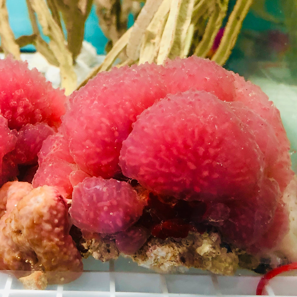 Bright Pink Strawberry Tunicate Colony