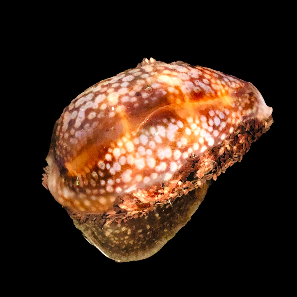 Deer Cowry-Large Size