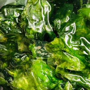 Sea Lettuce