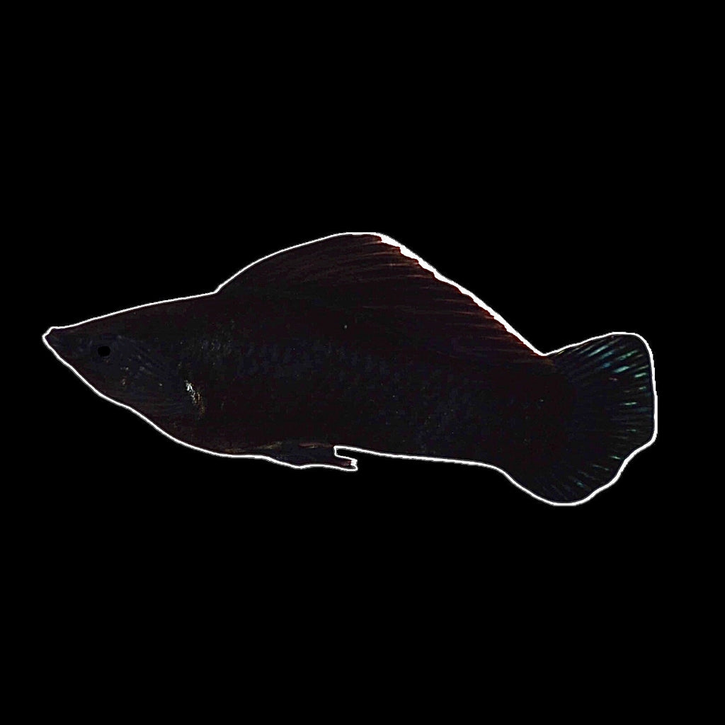 Saltwater Conditioned Black Marbled Molly (Great Algae Eaters!)