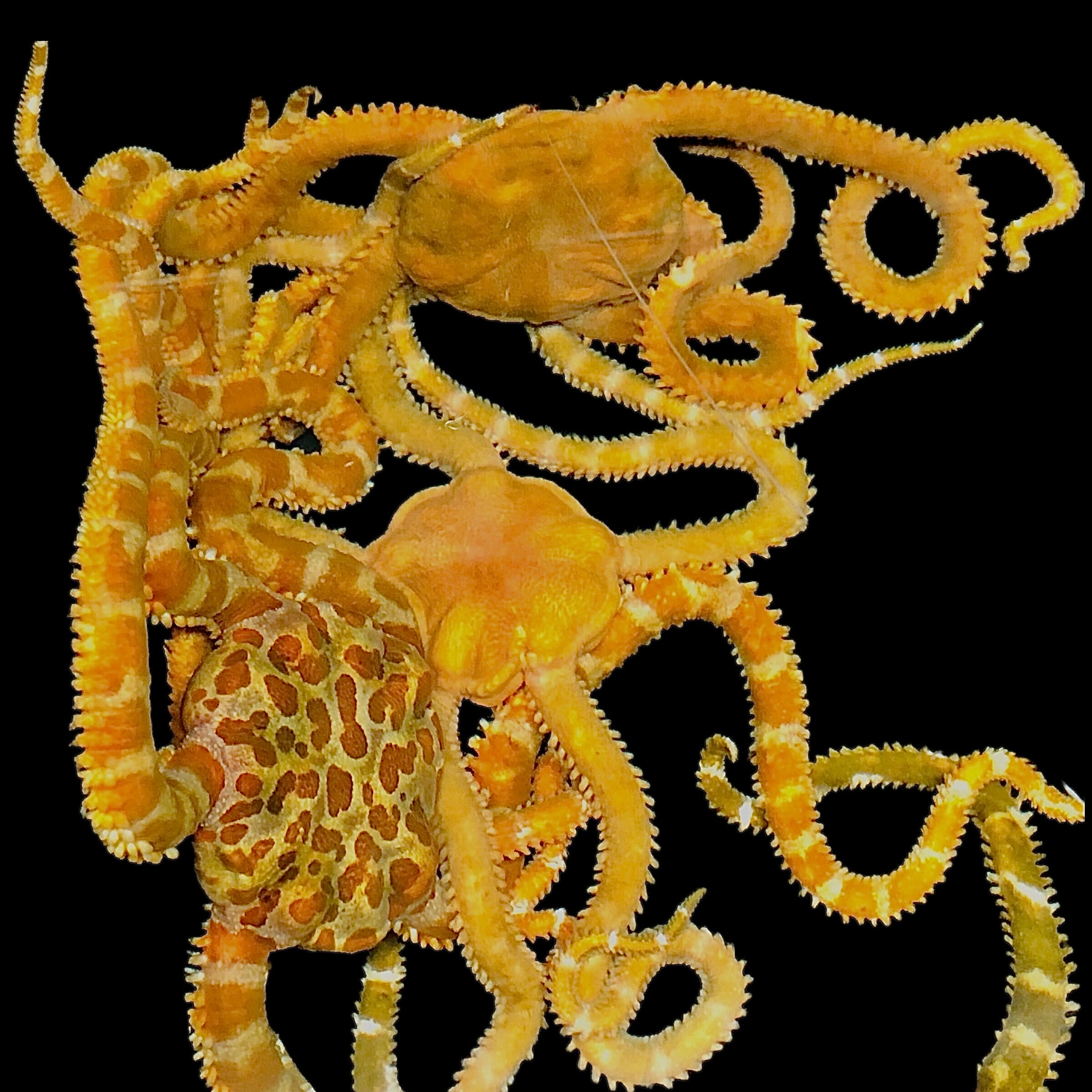 NEW ARRIVAL Giraffe Print Serpent Starfish