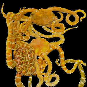 Special-Giraffe Serpent Starfish
