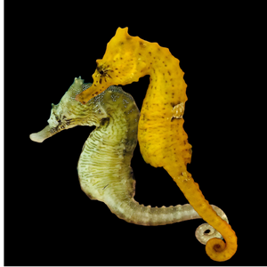 Special 2 Pack-Captive Bred Saddled Hippocampus Erectus Seahorse-Juveniles