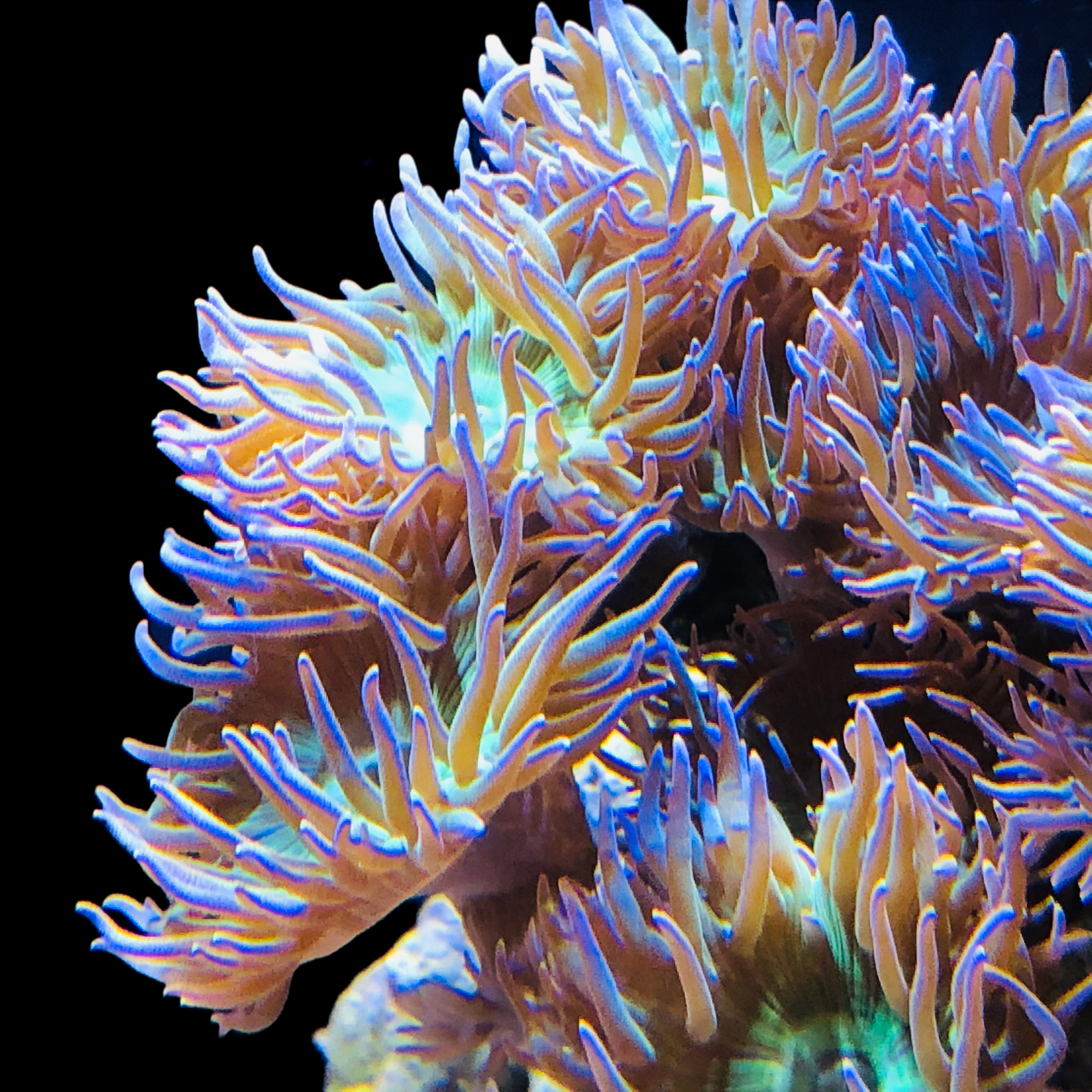Special-Duncan Coral-Aquacultured Frag – Alyssa's Seahorse Savvy