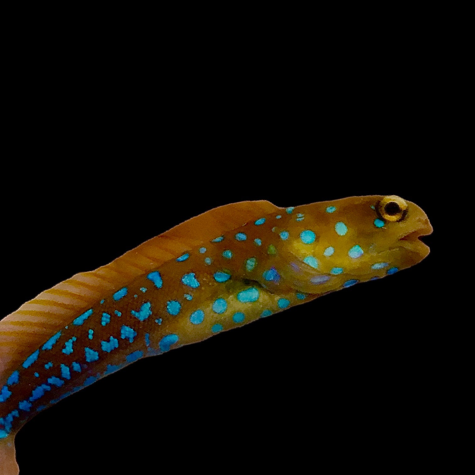 NEW ARRIVAL Aquarium Conditioned-Blue-spotted Jawfish
