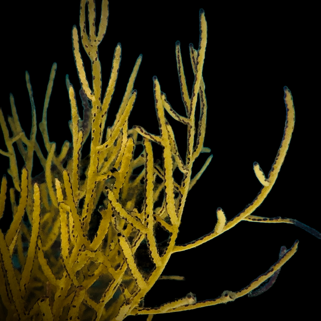 Weekly Special-Gold Lace Gorgonian-Photosynthetic