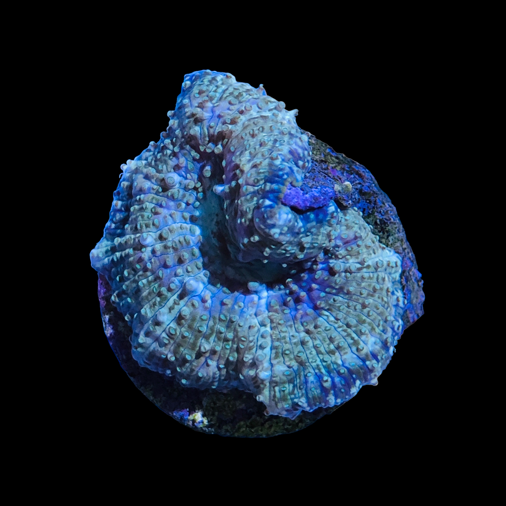 WYSIWYG Discosoma Mushroom