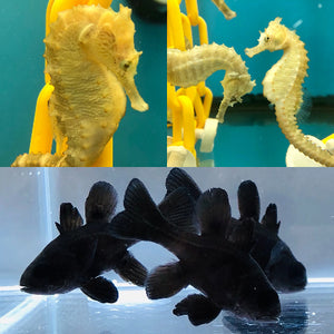 Two Captive Bred Black Cardinals and Pair of Saddled Erectus Seahorses