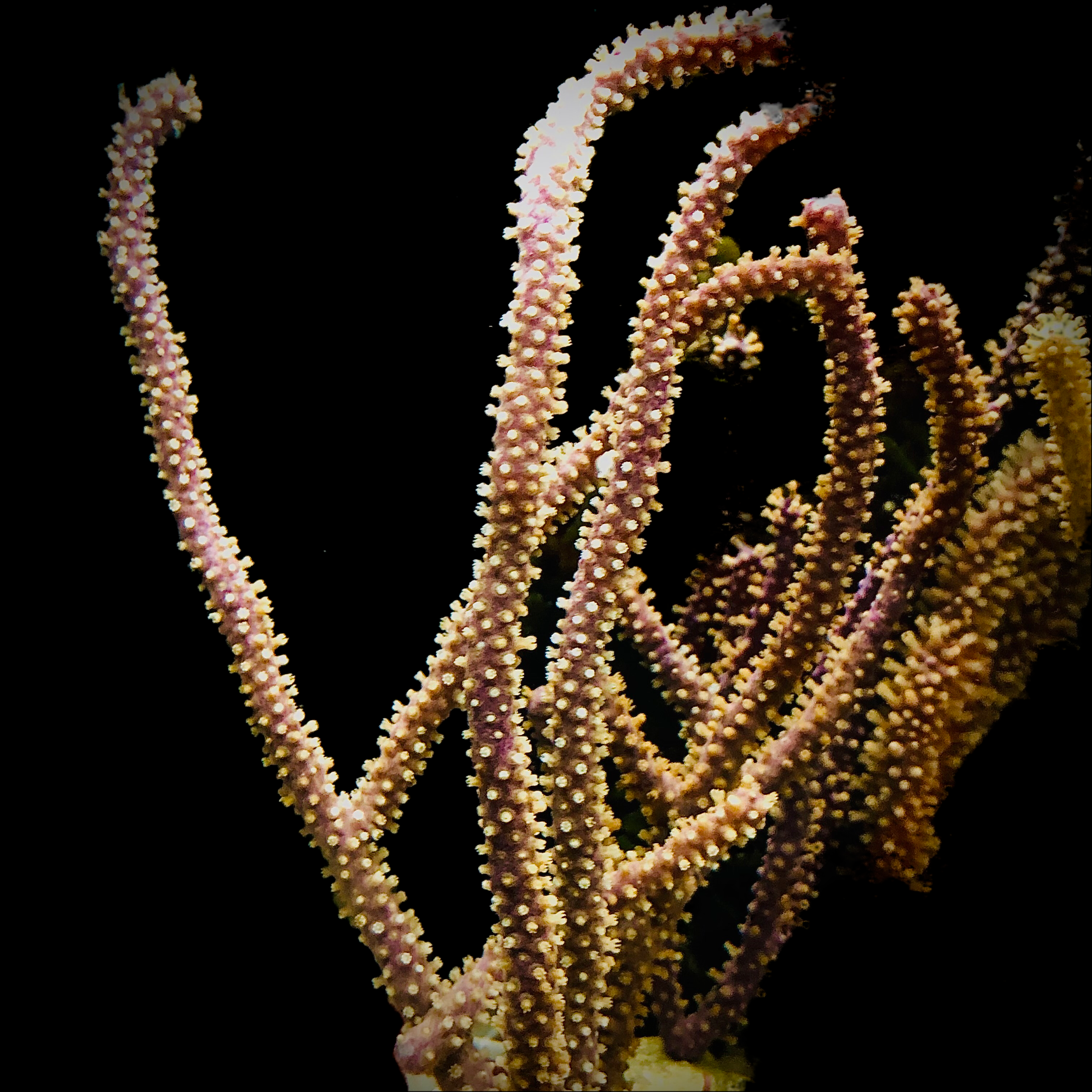 Purple Knobby Gorgonian-Photosynthetic