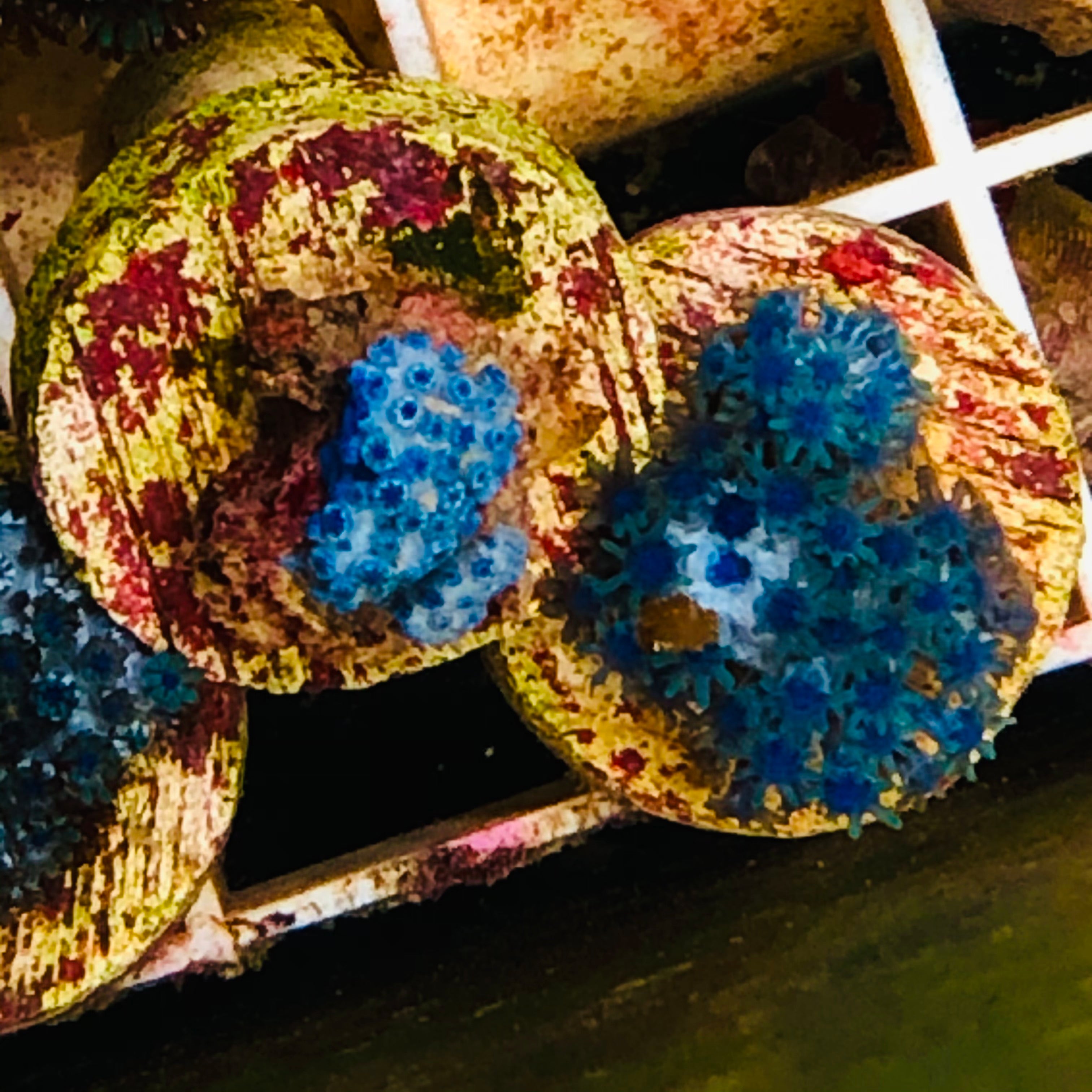 Blue Sympodium Soft Coral-Frag (Very Popular)