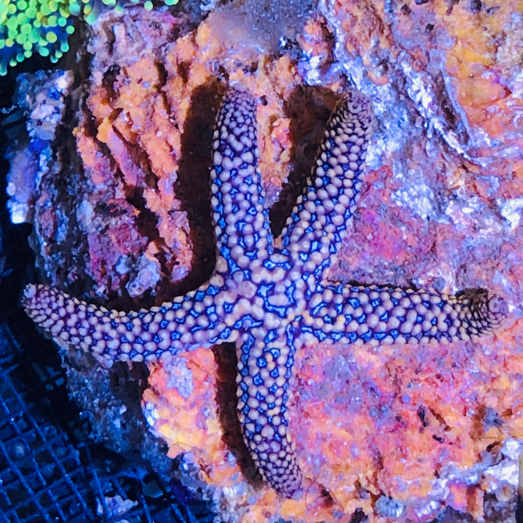 Purple Blue Conical Starfish-Reef Safe
