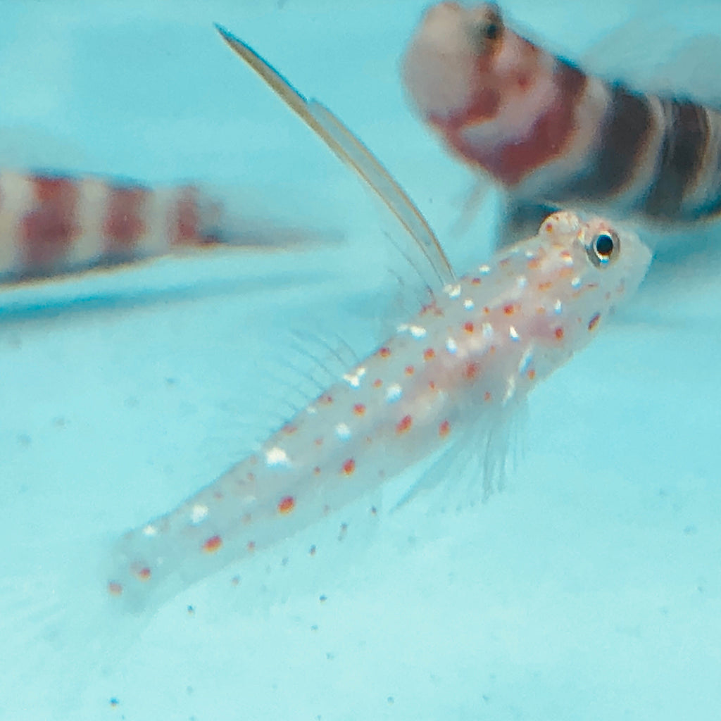 NEW ARRIVAL Aquarium Conditioned-Tangaroa Shrimp Goby