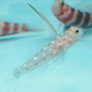 Aquarium Conditioned-Tangaroa Shrimp Goby