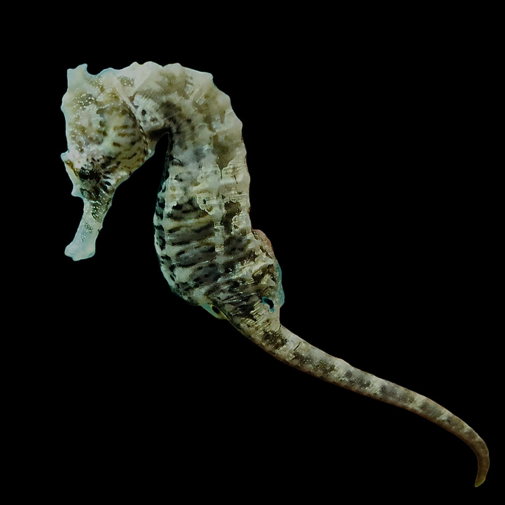Captive Bred Saddled Hippocampus Erectus Seahorse-Juvenile #11 (Silver Piebald)