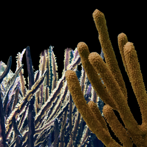 SPECIAL-Gorgonian 2 Pack Deal-Photosynthetic