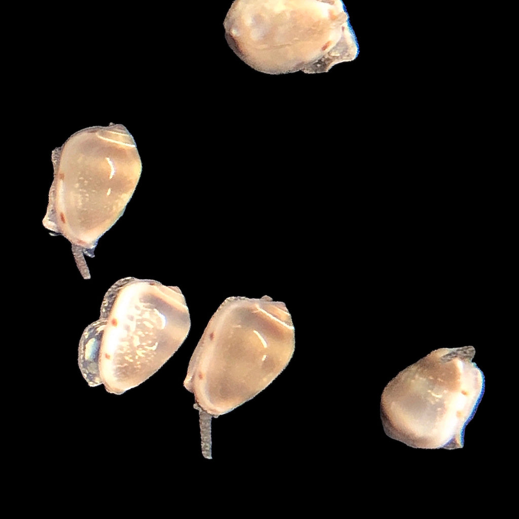 Special-10 Pack-Marginella Snails-Eat Leftover Food