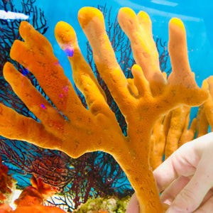 Gulf Orange Branching Tree Sponge