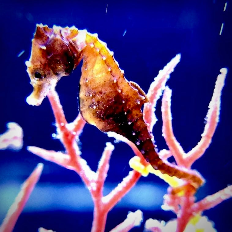 15 Dwarf Seahorses-Captive Bred H. zosterae