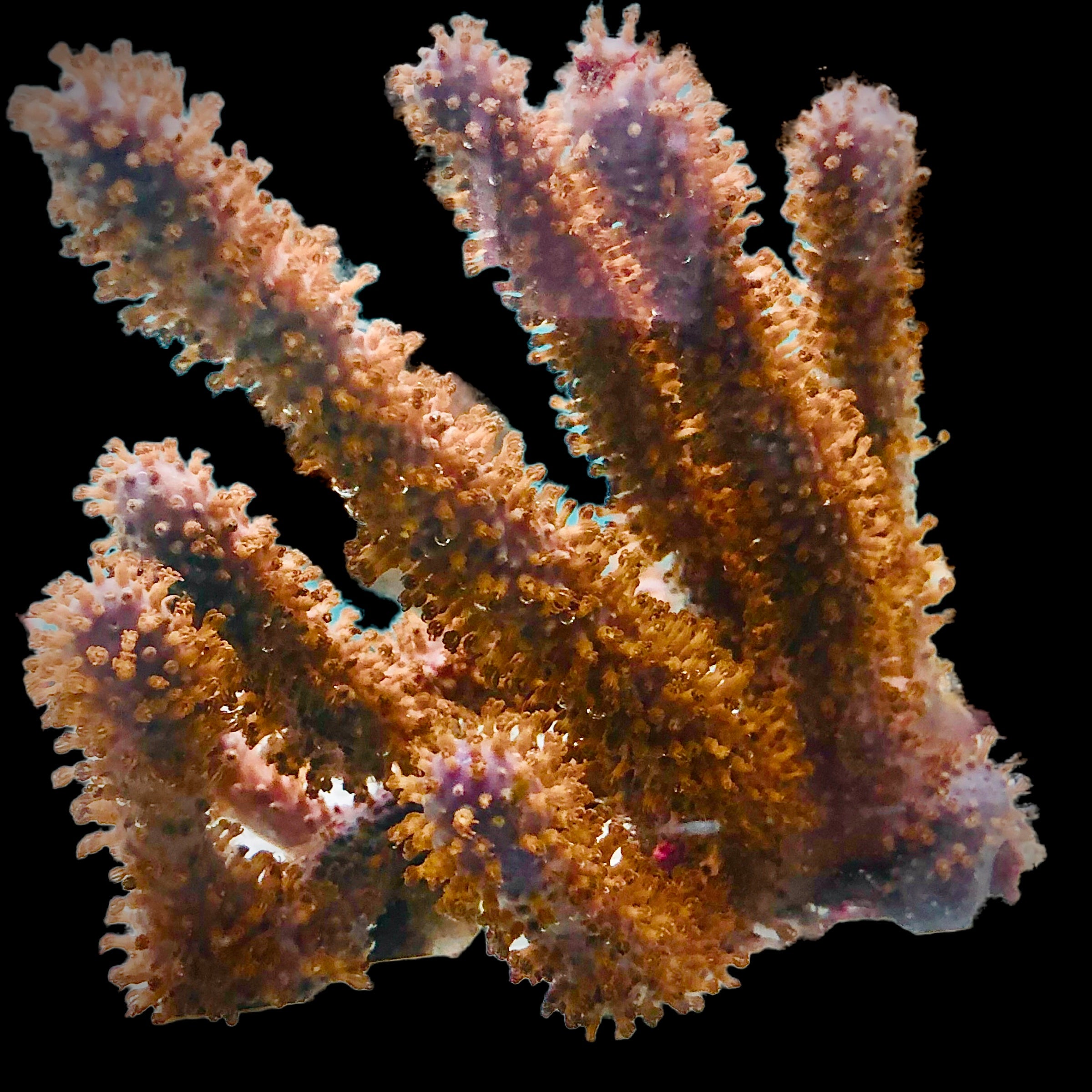 Showy Corky Sea Finger Gorgonian-Photosynthetic
