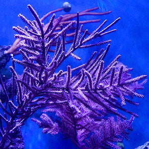 CYBER MONDAY SPECIAL-Purple Bottle Brush Gorgonian-Photosynthetic
