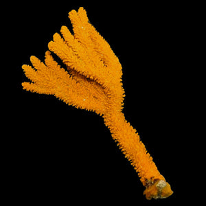 Deepwater Orange-Yellow Frilly Tree Sponge