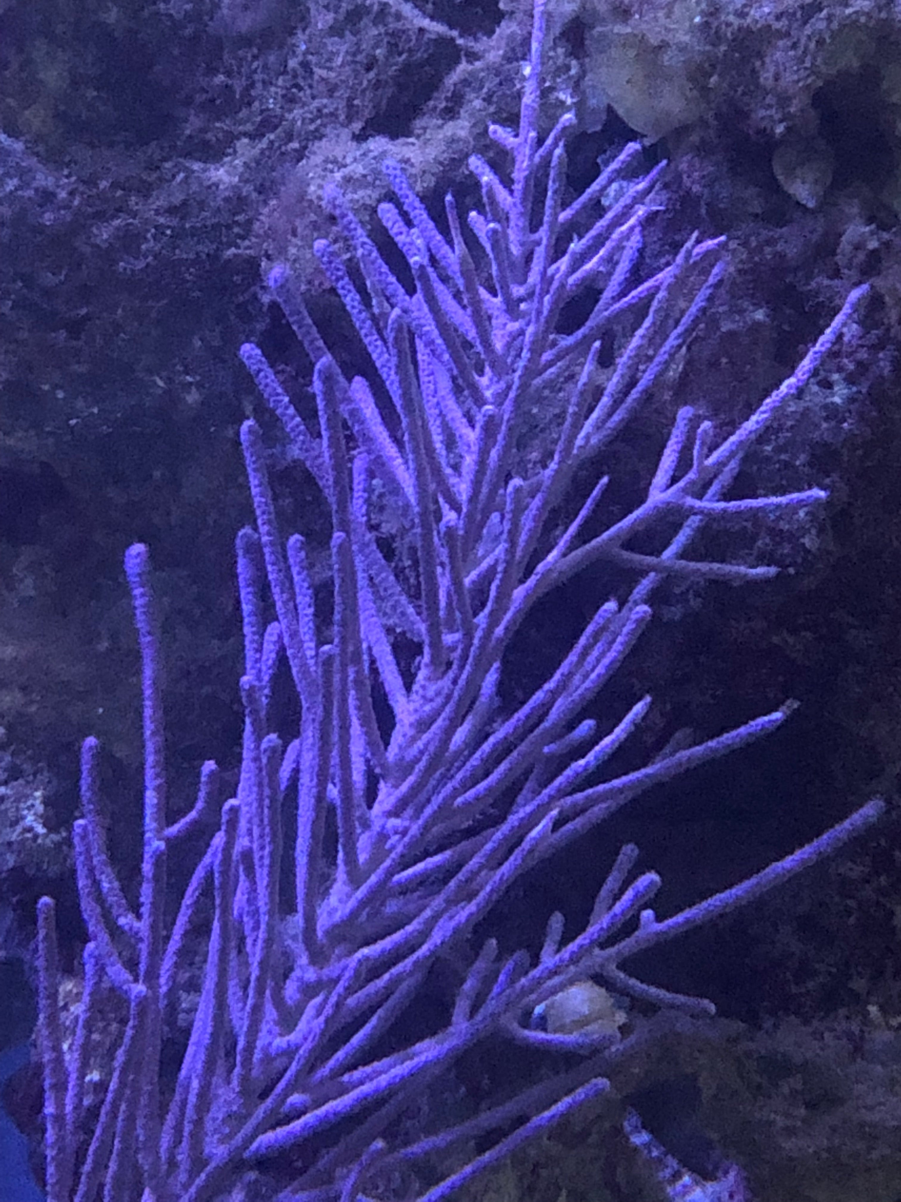 Purple Bottle Brush Gorgonian-Photosynthetic
