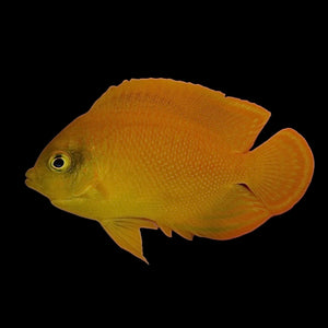 Aquarium Conditioned-Heraldi Yellow Dwarf Angelfish