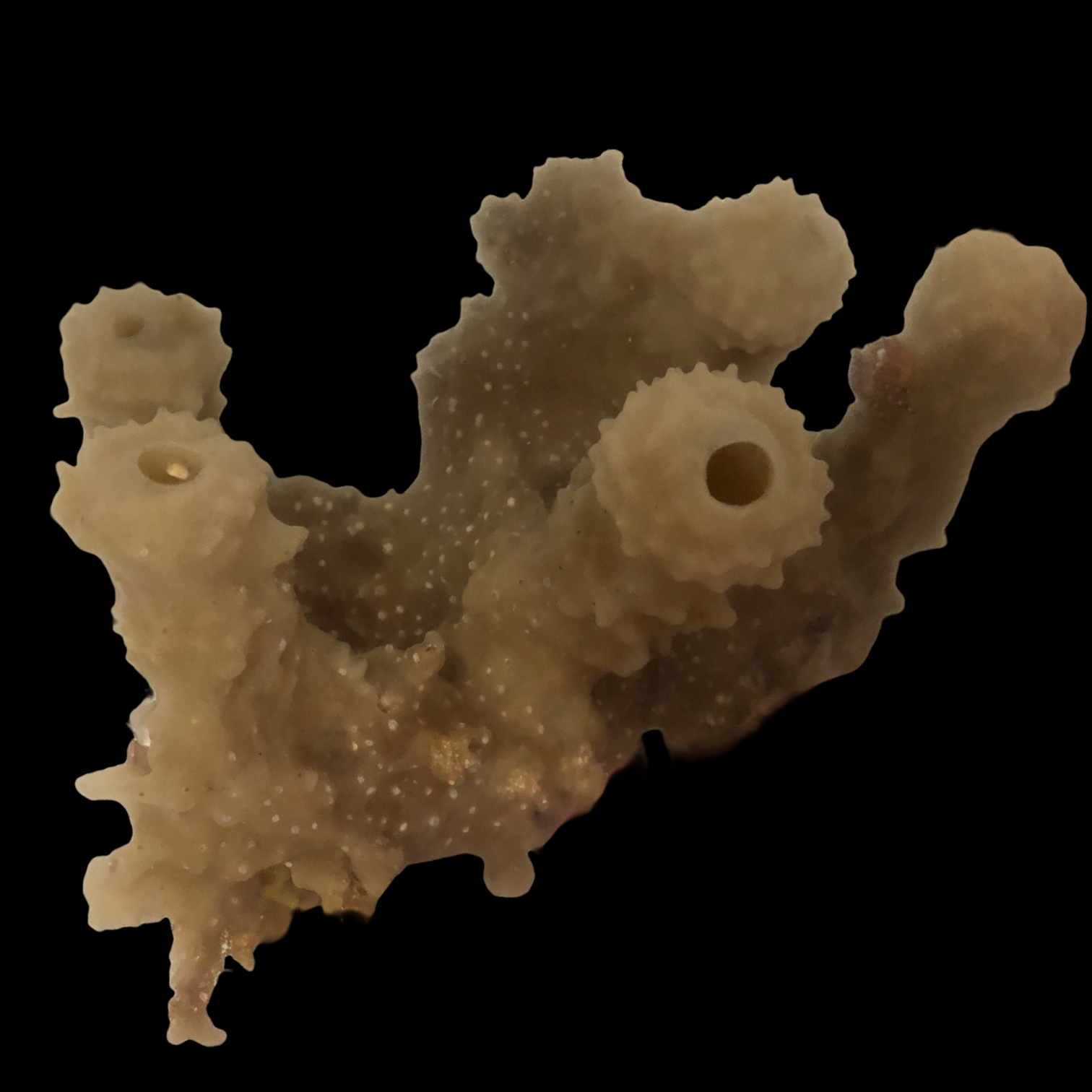 NEW ARRIVAL-Cream Tube Sponge