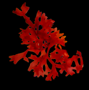 Red Gracilaria Hayi Macroalgae (Large)