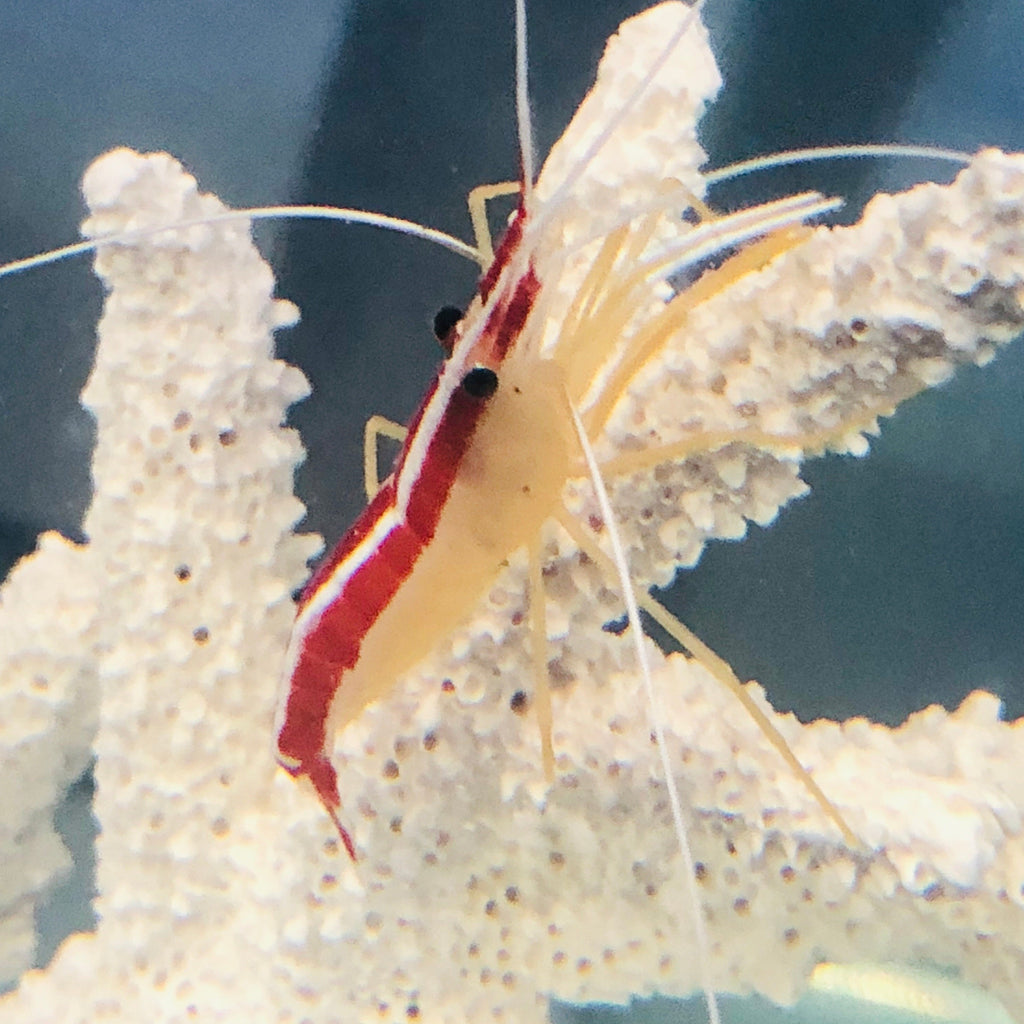 Scarlet Skunk Cleaner Shrimp