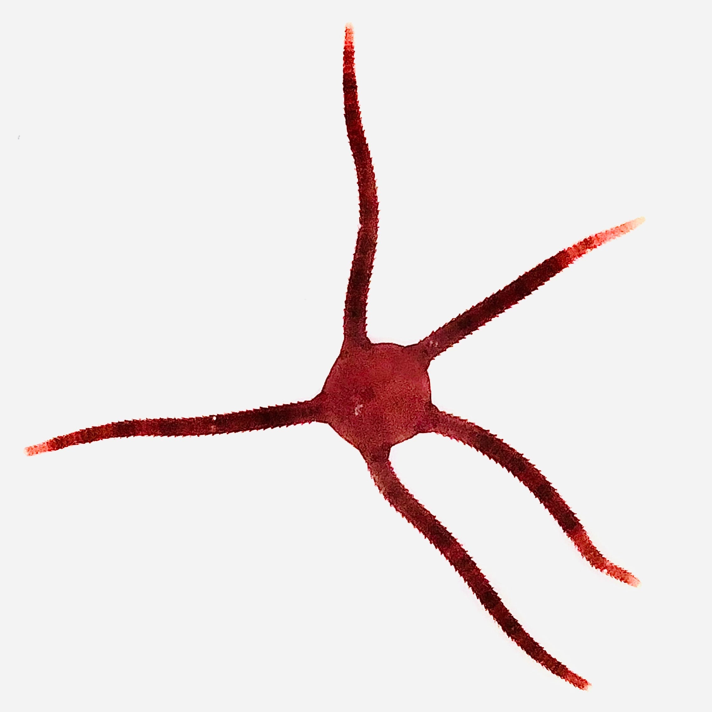 CYBER MONDAY SPECIAL-Ruby Serpent Starfish (Small Size)
