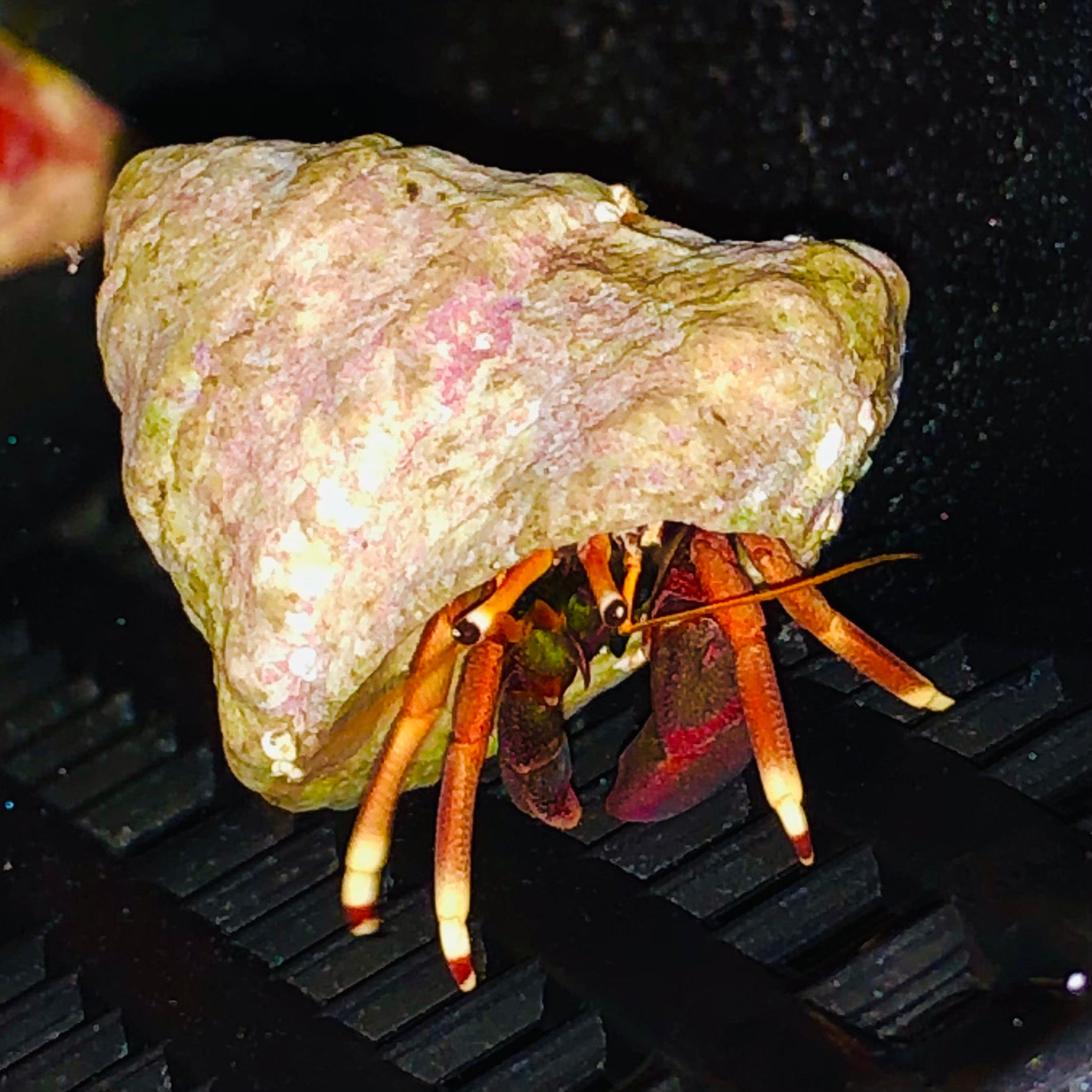 SPECIAL-12 Pack-Orange Claw Hermit Crabs-Amazing Algae Eaters (Popular)