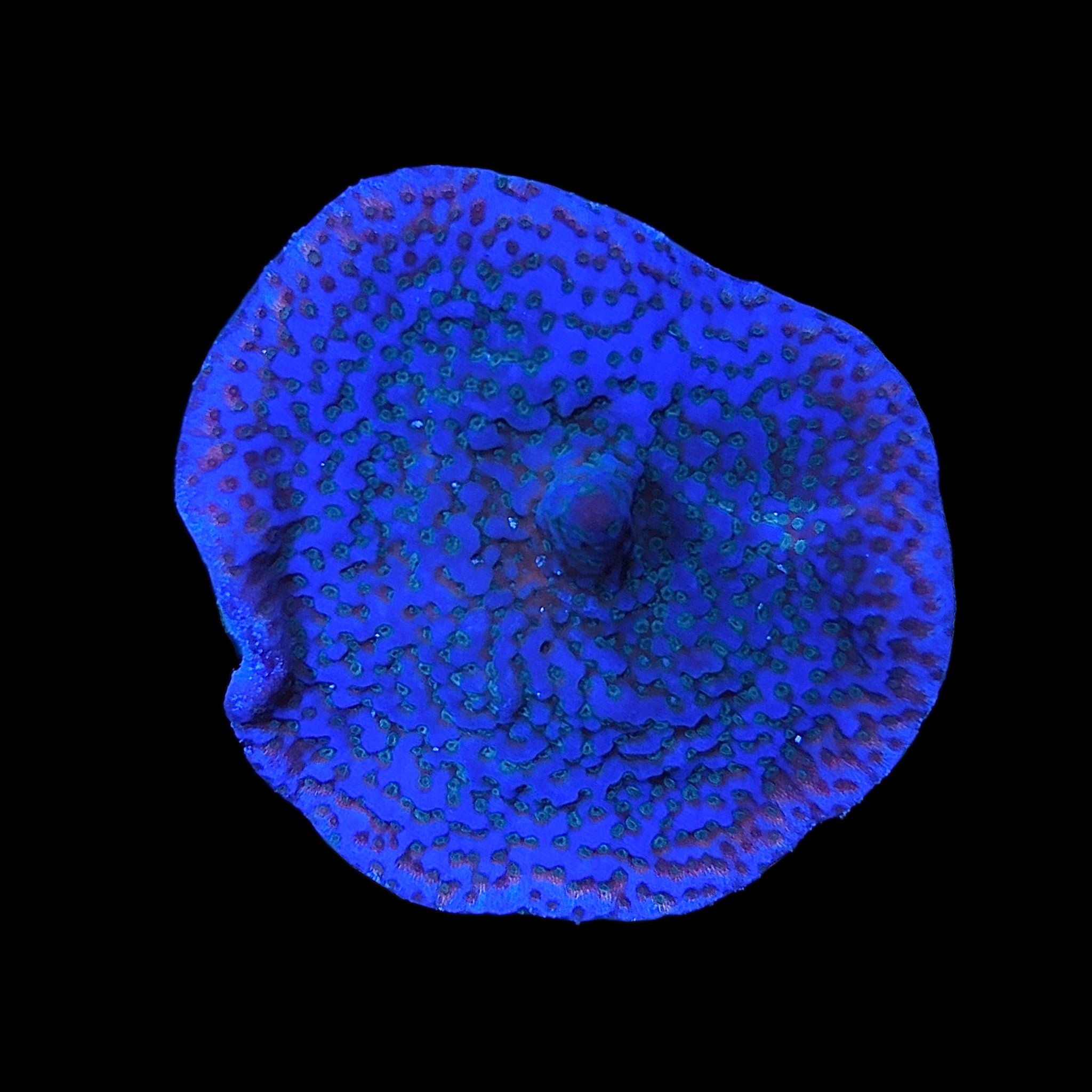 WYSIWYG Blue Galaxy Montipora Coral-Aquacultured – Alyssa's
