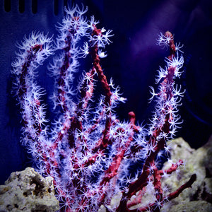 Red Finger Gorgonian