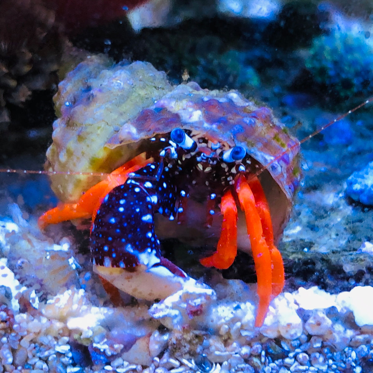 Polka Dot Hermit Crab – Alyssa's Seahorse Savvy