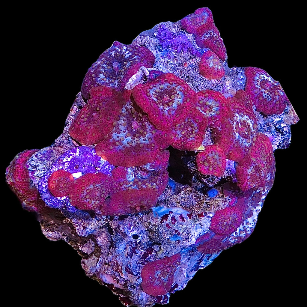 WYSIWYG Purple Lava Lamp Mushroom Colony